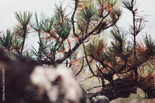 pine tree branches