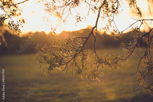Sunset through the trees
