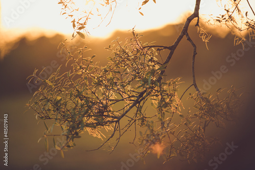 sunset in the forest