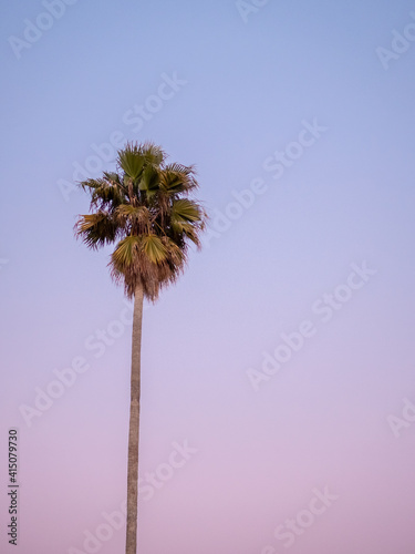 palm tree against gradient twilight