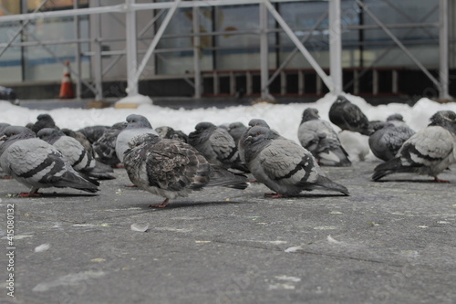 grupo de palomas descanzando en las calles de new york photo