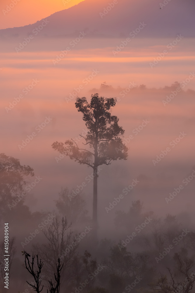 Mountain and fog mist with trees during Sunrise in Asia