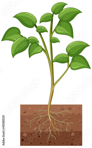 Showing plant with roots isolated on white background