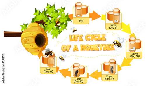Diagram showing life cycle of Honey Bee