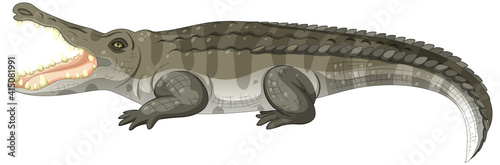 Adult crocodile isolated on white background