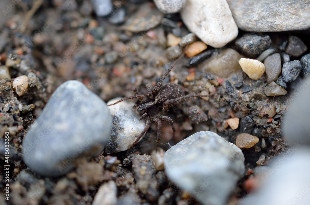big spider on rocky ground in summer macro photo big spider on rocky ground in summer macro photo