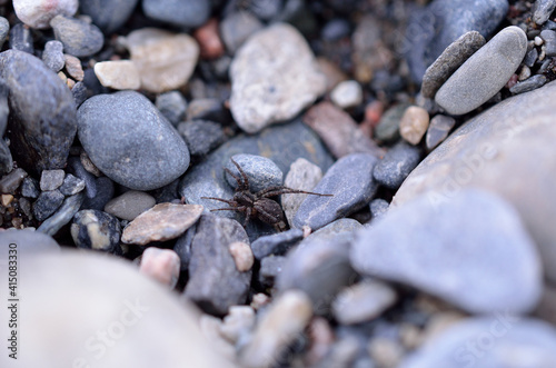 big spider on rocky ground in summer macro photo