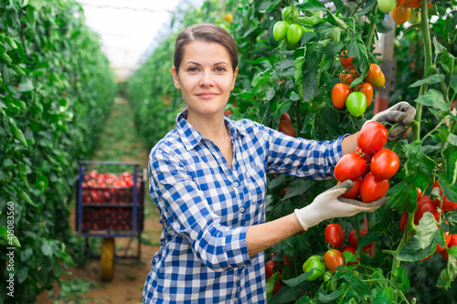 Skilled woman engaged in seasonal gardening picking fresh ripe plum tomatoes on farm © JackF