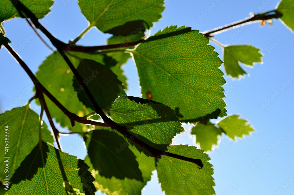 Fototapeta premium birch tree leaf in summer sun macro photo