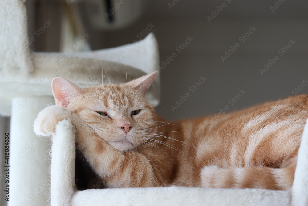 疲れた表情で寝ている猫アメリカンショートヘアレッドタビー A Cat Sleeping With A Tired Look Stock 写真 Adobe Stock 疲れた表情で寝ている猫アメリカンショートヘアレッドタビー A Cat Sleeping With A Tired Look Stock 写真 Adobe Stock