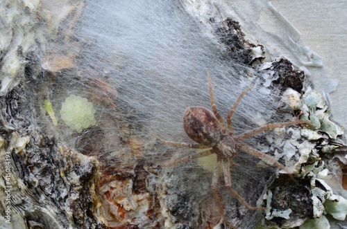 Fotografering female spider guarding her eggs on a tree behind silk web
