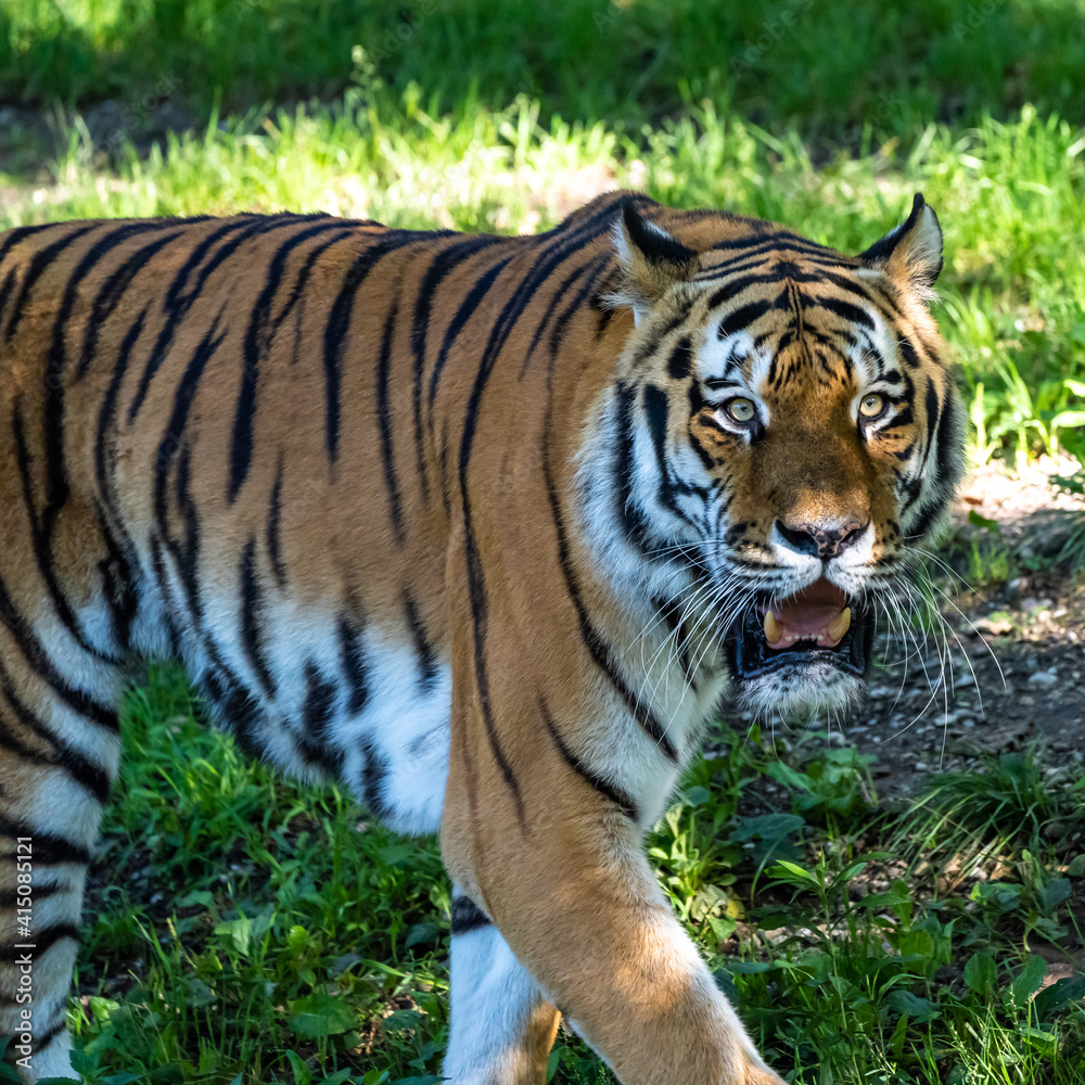 The Siberian tiger,Panthera tigris altaica in a park