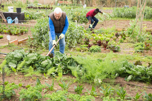 Aged man working soil at his smallholding, hoeing between vegetable seedlings