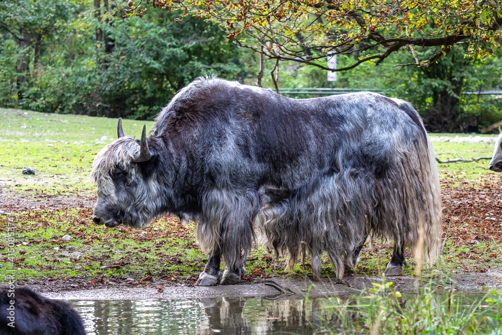 The domestic Yak, Bos mutus grunniens in a park The domestic Yak, Bos mutus grunniens in a park