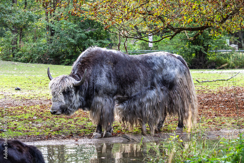 The domestic Yak, Bos mutus grunniens in a park photo