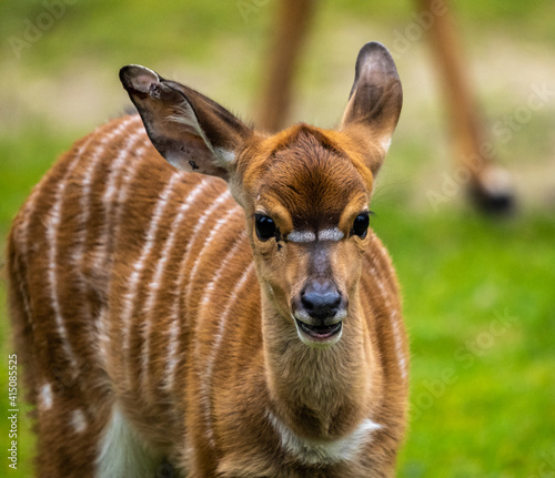 Baby Nyala Antelope - Tragelaphus angasii. Wild life animal. photo