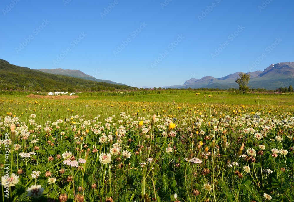 meadow with flowers meadow with flowers