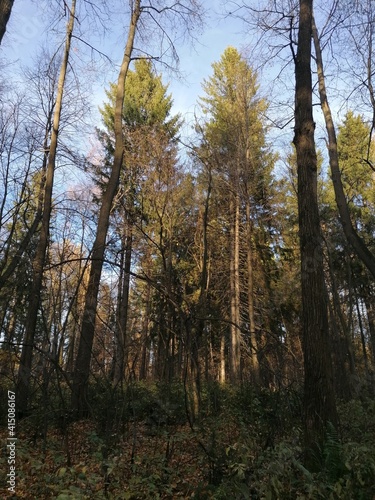 autumn forest in the autumn