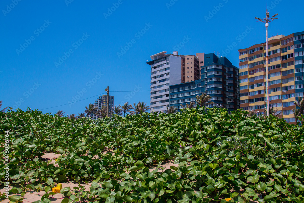 Dune Covered with Vegetation and Buildings in Background Dune Covered with Vegetation and Buildings in Background