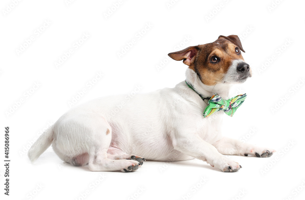 Cute dog with green bowtie on white background. St. Patrick's Day celebration