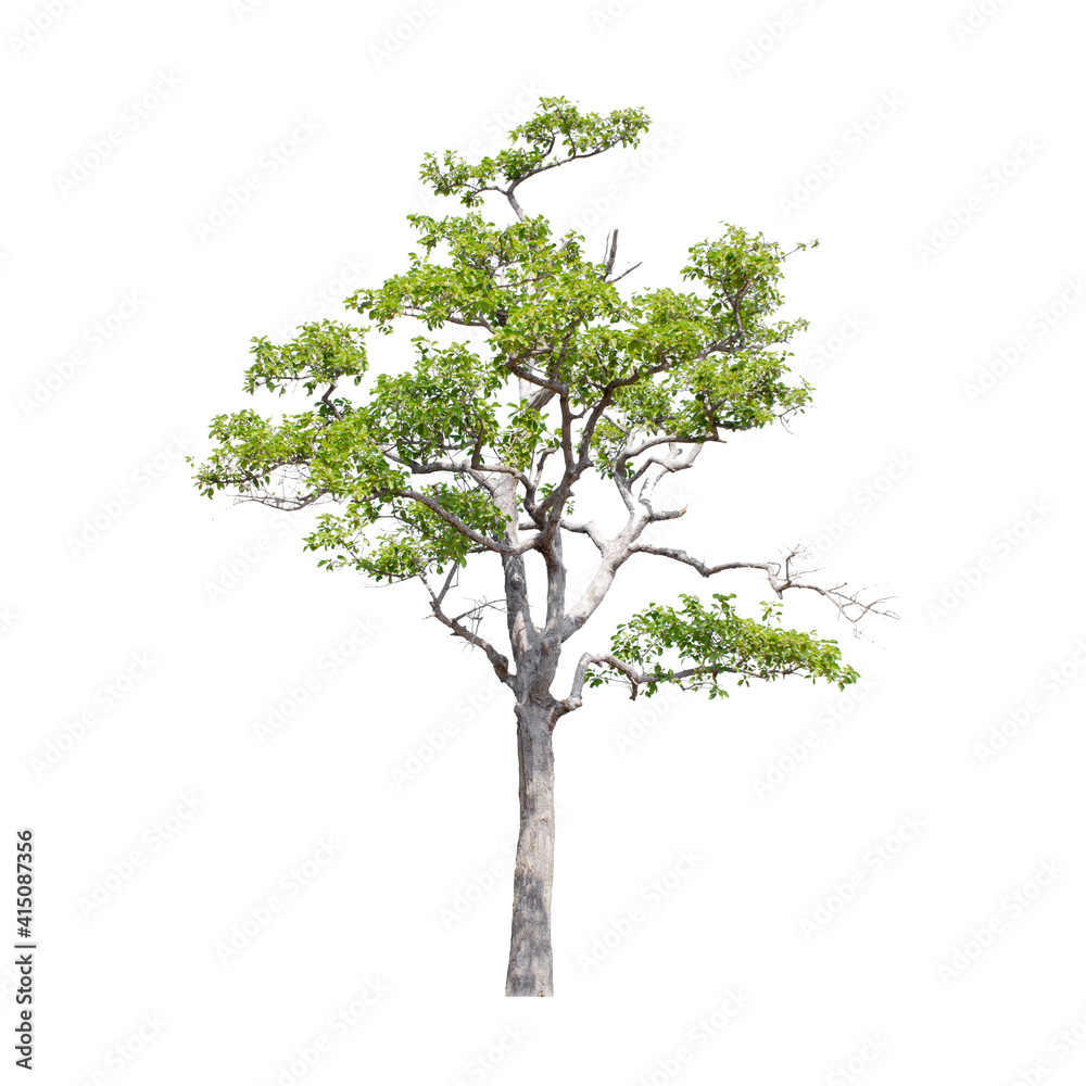 Tree isolated on white background.