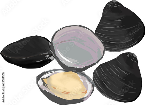 水彩で描いたしじみ