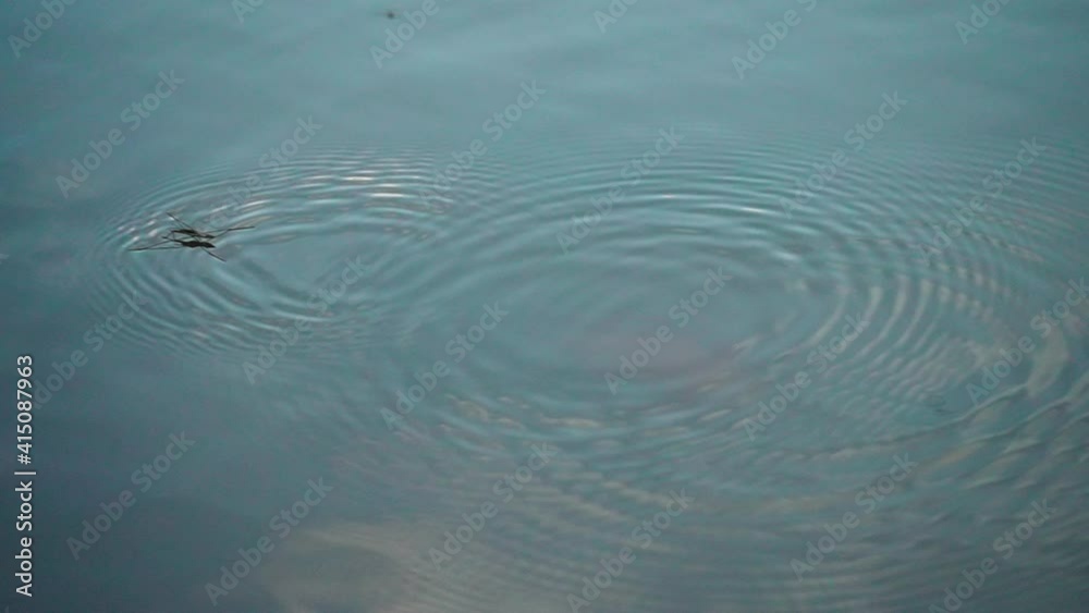 Water Strider Jumping On Calm Water With Reflection Of Blue Sky. - close up - Slow Motion Water Strider Jumping On Calm Water With Reflection Of Blue Sky. - close up - Slow Motion