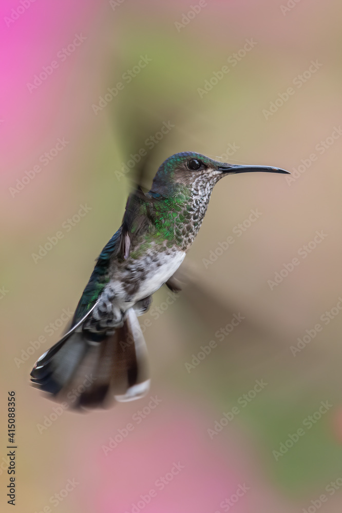 Best Humminbird from Ecuador in the flight, wildlife from tropic jungle. Wildlife scene from nature. Hummingbird with flower, in flight. Colibri, Trochilidae, (disambiguation), Hermit. Best Humminbird from Ecuador in the flight, wildlife from tropic jungle. Wildlife scene from nature. Hummingbird with flower, in flight. Colibri, Trochilidae, (disambiguation), Hermit.