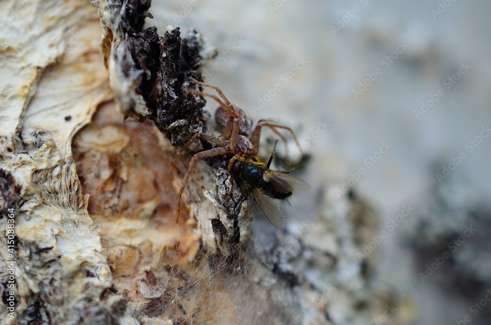 big spider on birch tree caught prey big spider on birch tree caught prey