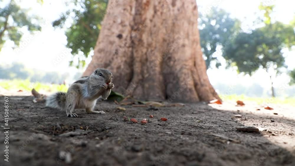 close up of a three stripped indian palm squirrel eating peanuts. close up of a three stripped indian palm squirrel eating peanuts.