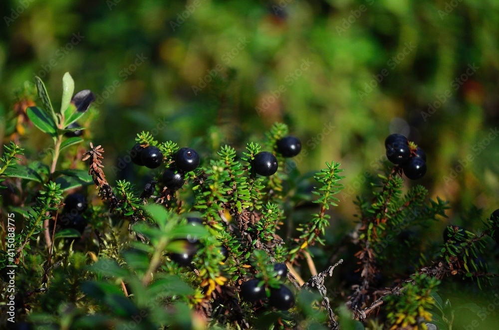 crowberry in summer forest crowberry in summer forest
