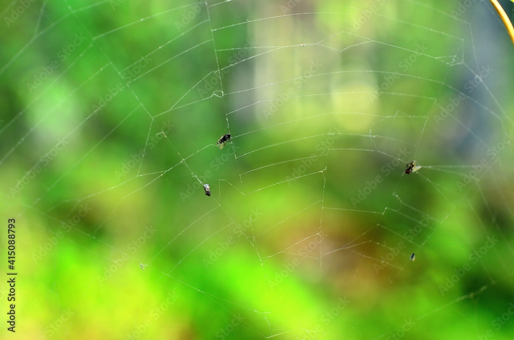 spiderweb with green forest background