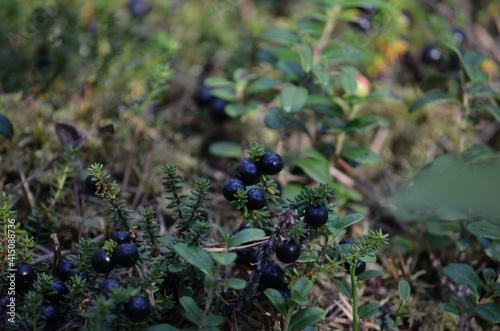 crowberry in summer forest © Arcticphotoworks