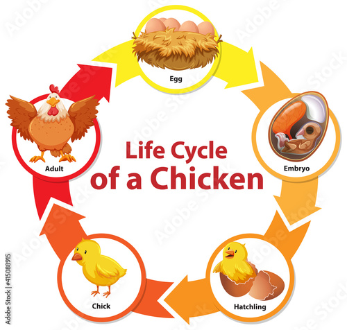 Diagram showing life cycle of Chicken