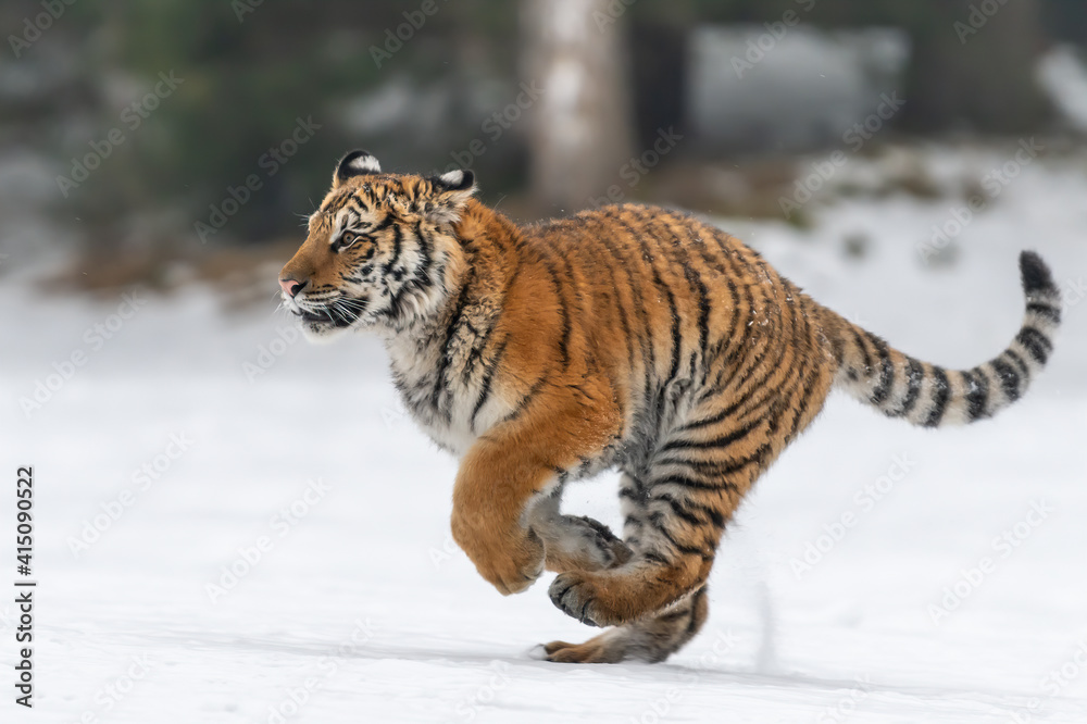 Obraz premium Tiger in wild winter nature, running in the snow. Action wildlife scene with dangerous animal. Cold winter in taiga, Russia. Snowflakes with beautiful Siberian tiger, Panthera tigris altaica