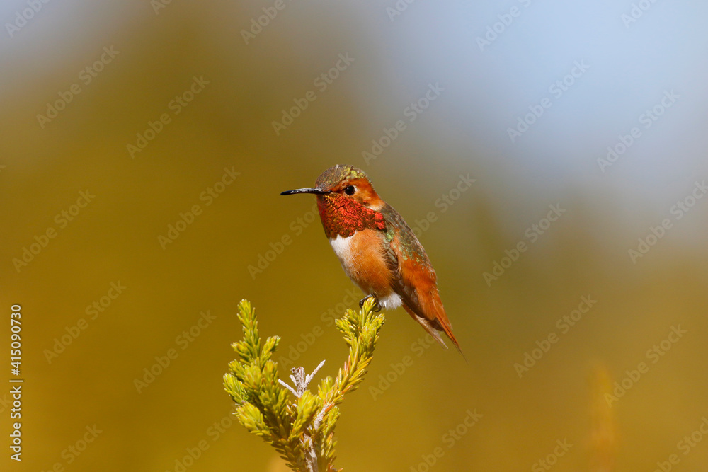 Naklejka premium Hummingbird