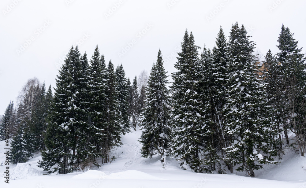 snowy forest in the mountains