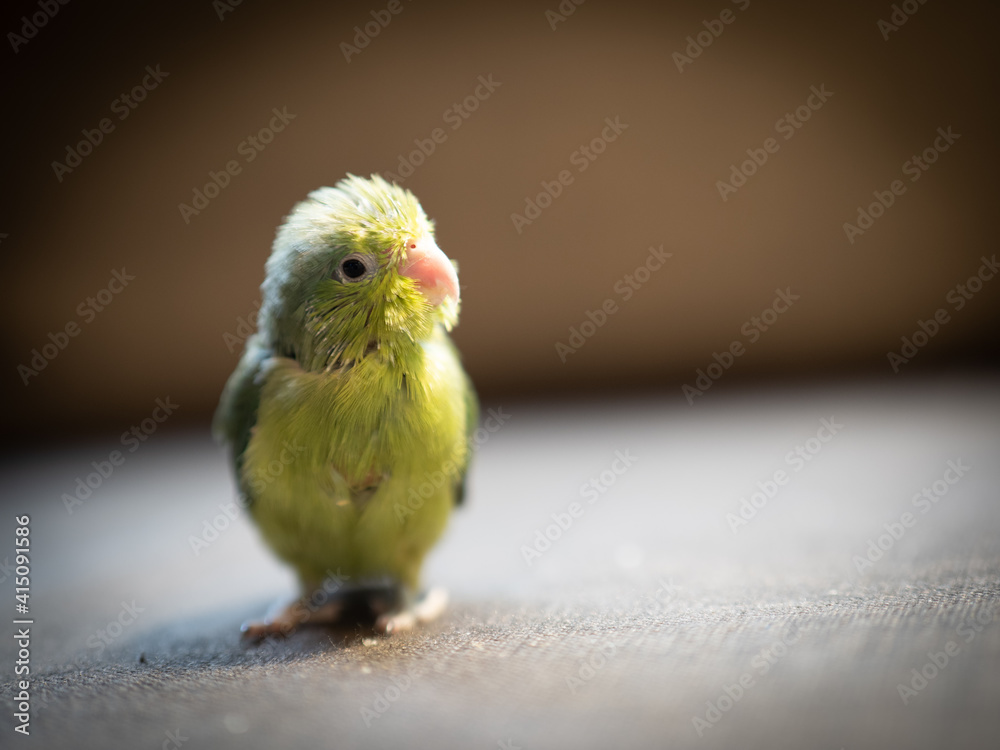 Portrait of little forpus bird the smallest parrot in the world  
