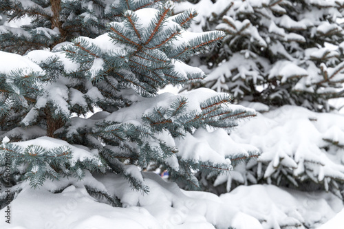 fir tree with snowy branches in a garden