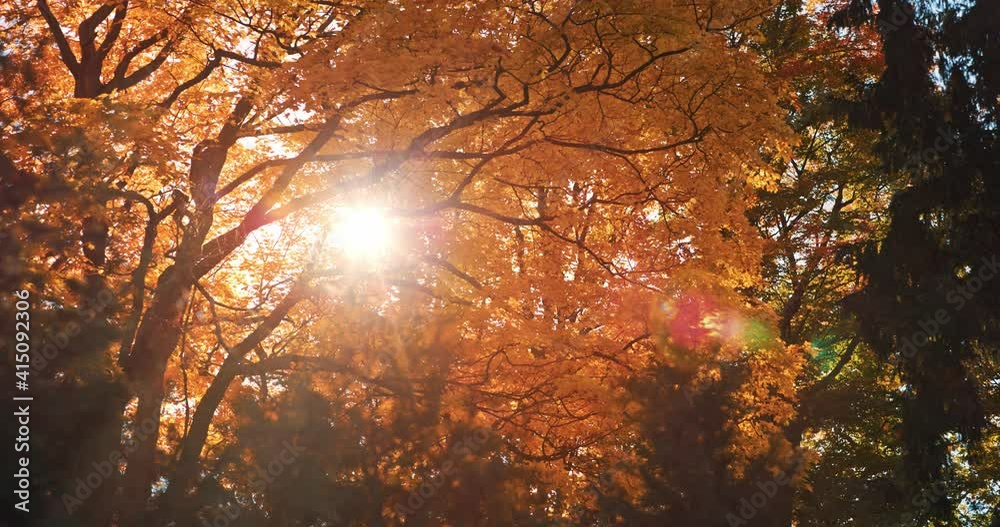 Scenic Morning Sunrise in Beautiful Sunny Autumn Forest with Sunrays Shining through Golden Orange Tree Leaves and Branches. Warm Sunshine Leaks through Old Historic Oak Deciduous Glowing Landscape 4k Scenic Morning Sunrise in Beautiful Sunny Autumn Forest with Sunrays Shining through Golden Orange Tree Leaves and Branches. Warm Sunshine Leaks through Old Historic Oak Deciduous Glowing Landscape 4k