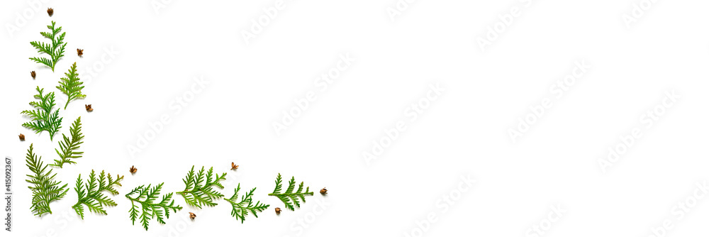 frame of twigs of thuja and tiny cones isolated on a white background. Christmas card concept. space for text. banner frame of twigs of thuja and tiny cones isolated on a white background. Christmas card concept. space for text. banner