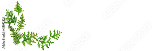 frame of twigs of thuja isolated on a white background. Christmas card concept. space for text. banner