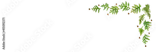 frame of twigs of thuja isolated on a white background. Christmas card concept. space for text. banner