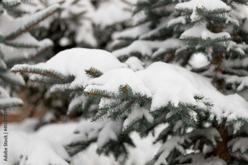 fir tree with snowy branches in a garden fir tree with snowy branches in a garden