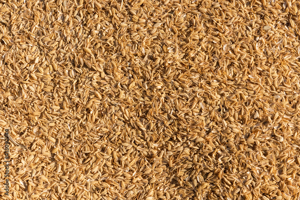 Rice husk after being threshed in field. Rice husk after being threshed in field.