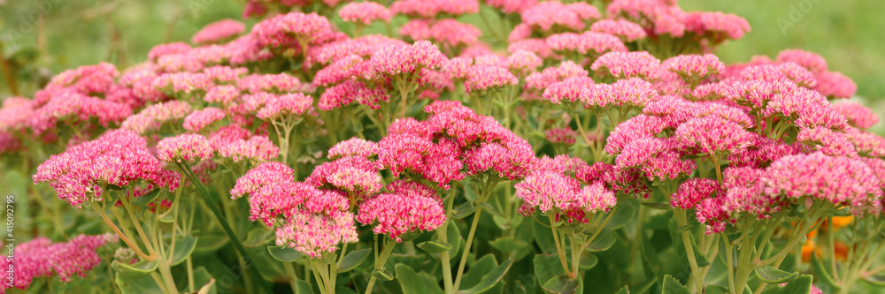pink blooming flowers in the garden. Sedum telephium. banner pink blooming flowers in the garden. Sedum telephium. banner