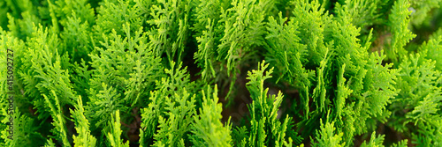 Background of closeup beautiful green christmas leaves of Thuja trees. Thuja occidentalis is an evergreen coniferous tree. banner
