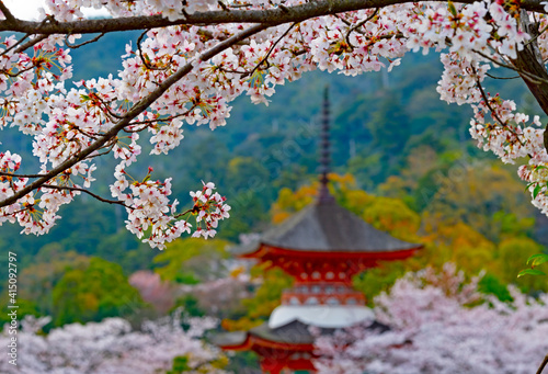 japanese cherry blossom