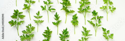 fresh organic parsley leaves arranged in a row on a white background. banner