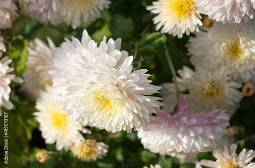 white chrysanthemums in the garden